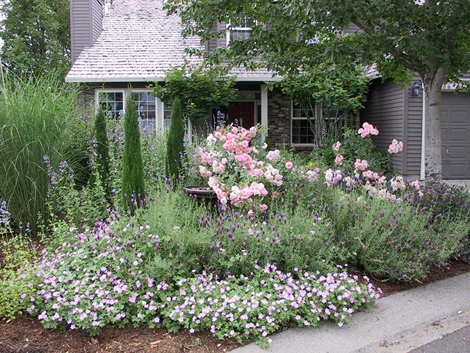 rose, lavender and geranium ben