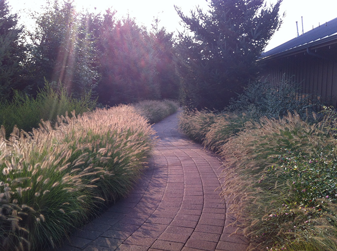 grass lined path