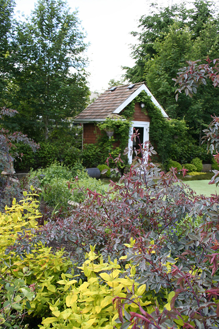 rosa glauca in garden