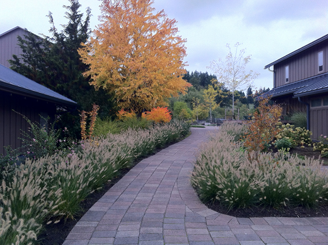 grasses in fall