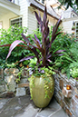 container plantings with phormium