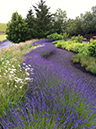 lavender hedge